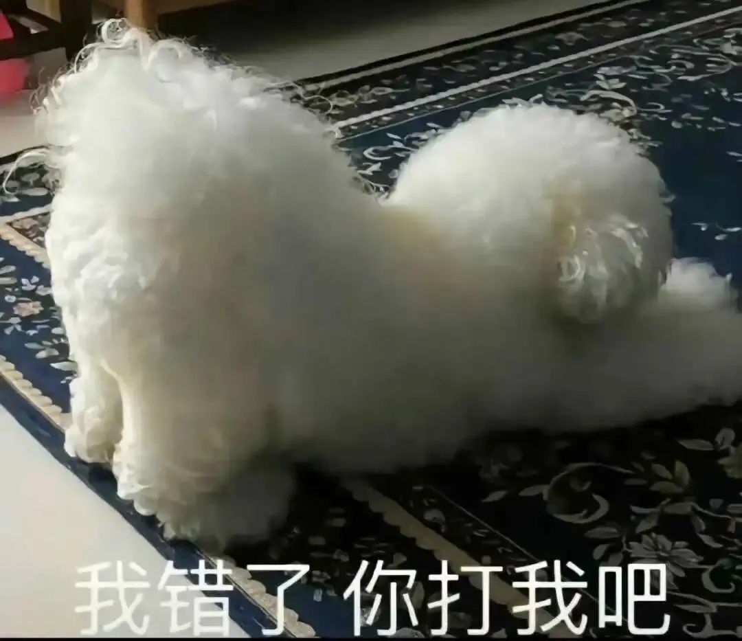 k9犬系 - 2023_12_05_21_26_IMG_9543